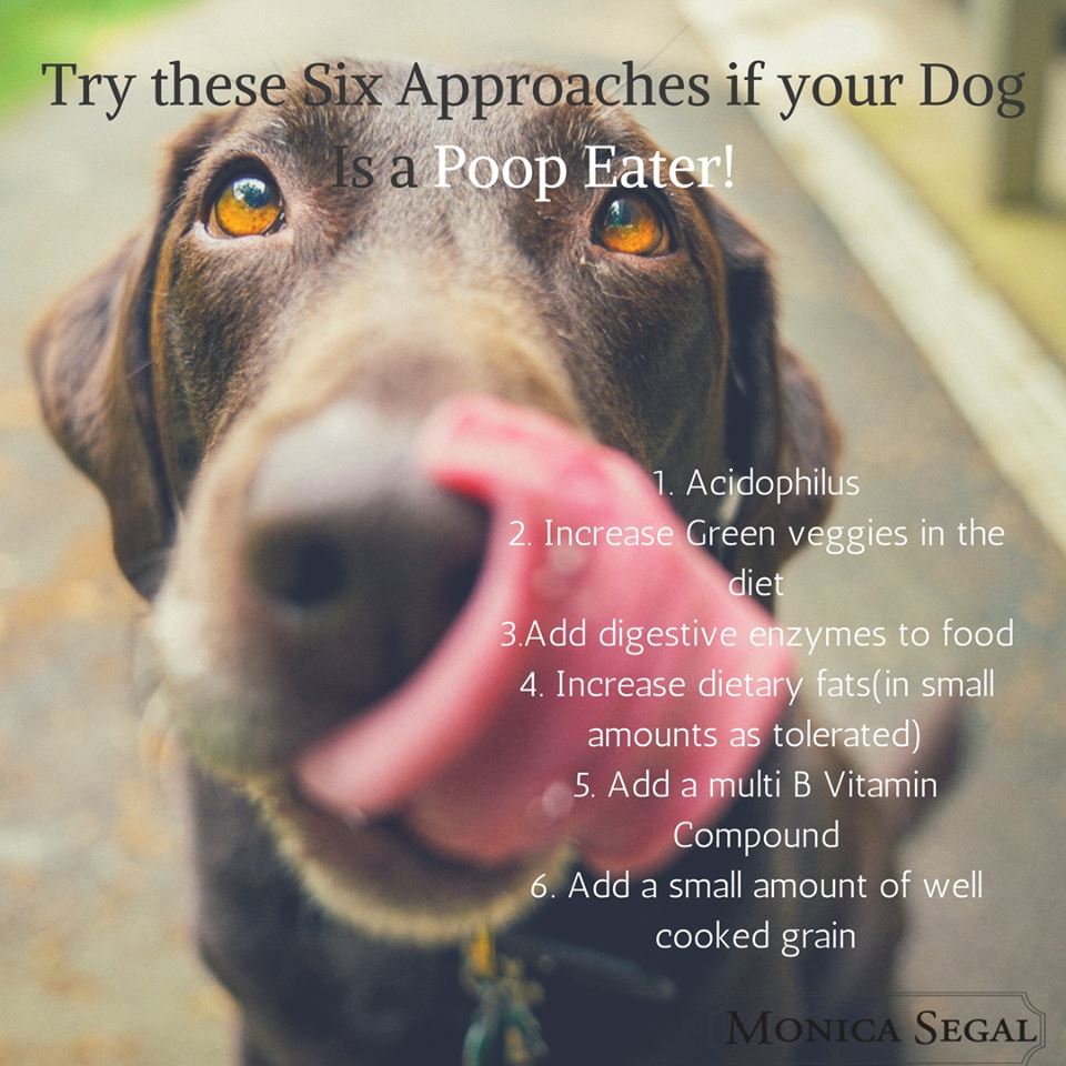 6 Ways to Stop Dogs From Eating Poop