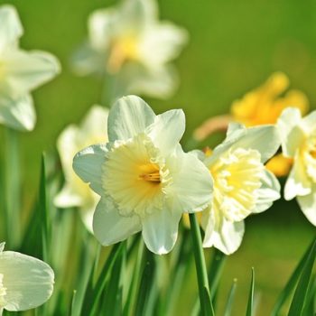 Spring Plants That Are Dangerous, Toxic to Dogs