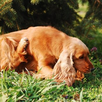 Does Your Dog Have Itchy Skin?