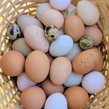 Chicken, Quail and Duck Eggs For Home-Made Dog Food Recipes