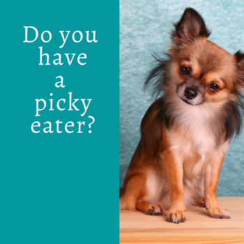 Help Your Picky Dog Eat Well