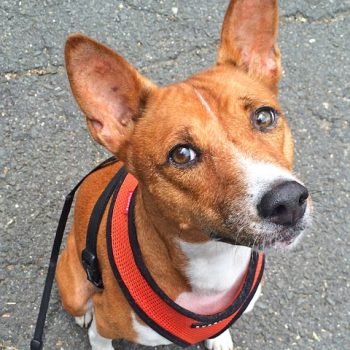 Researchers Sequence Genome of Basenji Dog
